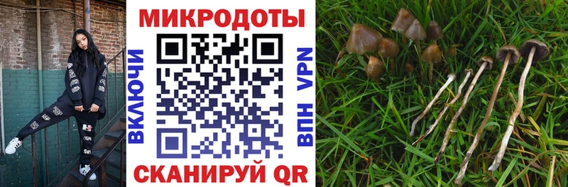 Псилоцибиновые грибы MAGIC MUSHROOMS  где продают наркотики  Андреаполь 